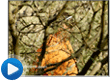"Survivorman"